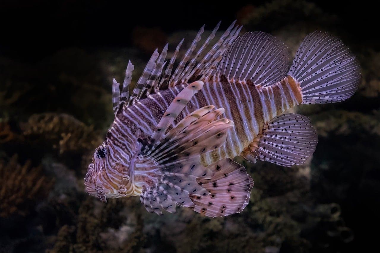 lionfish, underwater, marine life, reef fish, tropical fish, invasive species, ocean wildlife, coral reef, underwater photography, exotic fish, venomous spines, striped fish, sea life, aquatic animal,