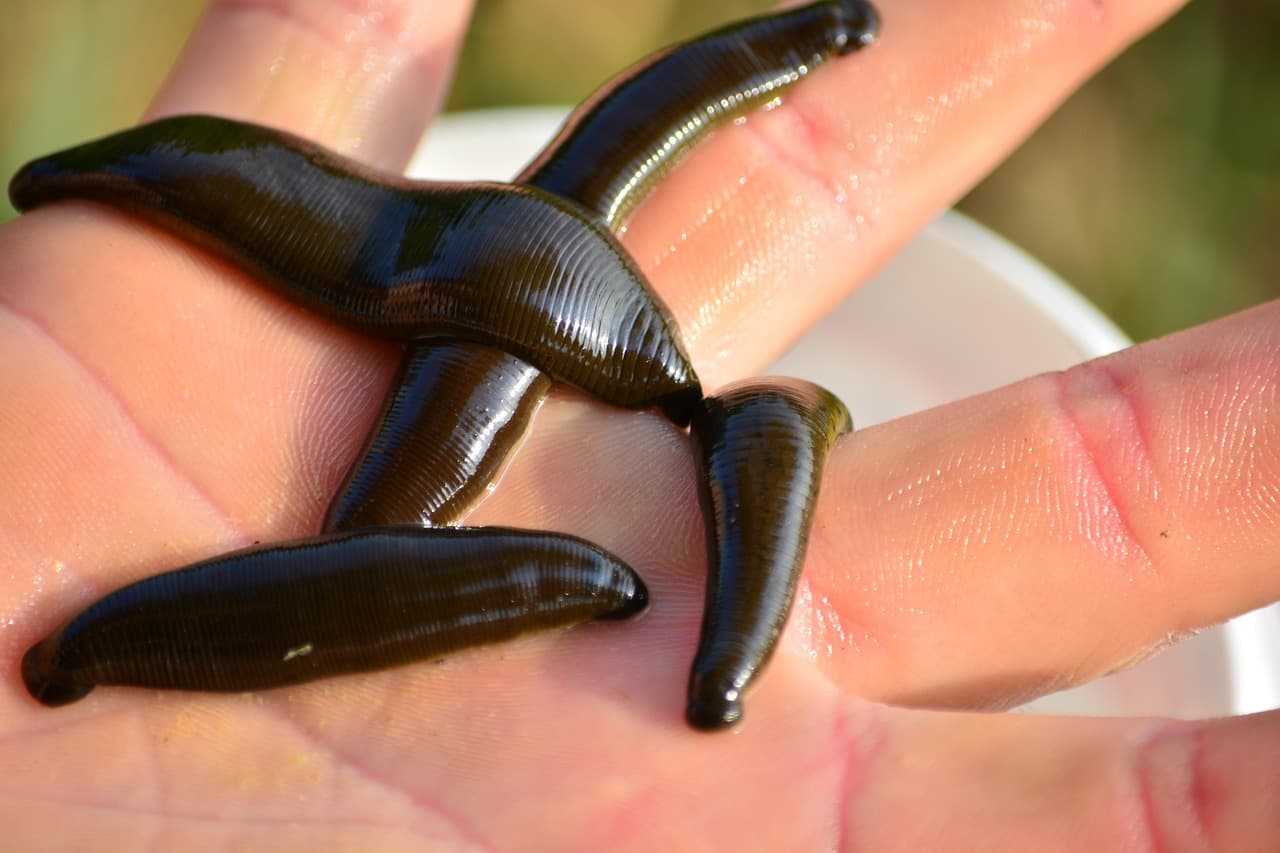 leech, medical leech, angler, bait, leech, leech, leech, leech, leech