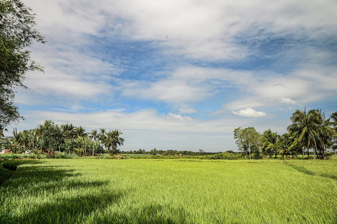 rice field, ben tre, viet nam, ben tre, ben tre, ben tre, ben tre, ben tre, viet nam