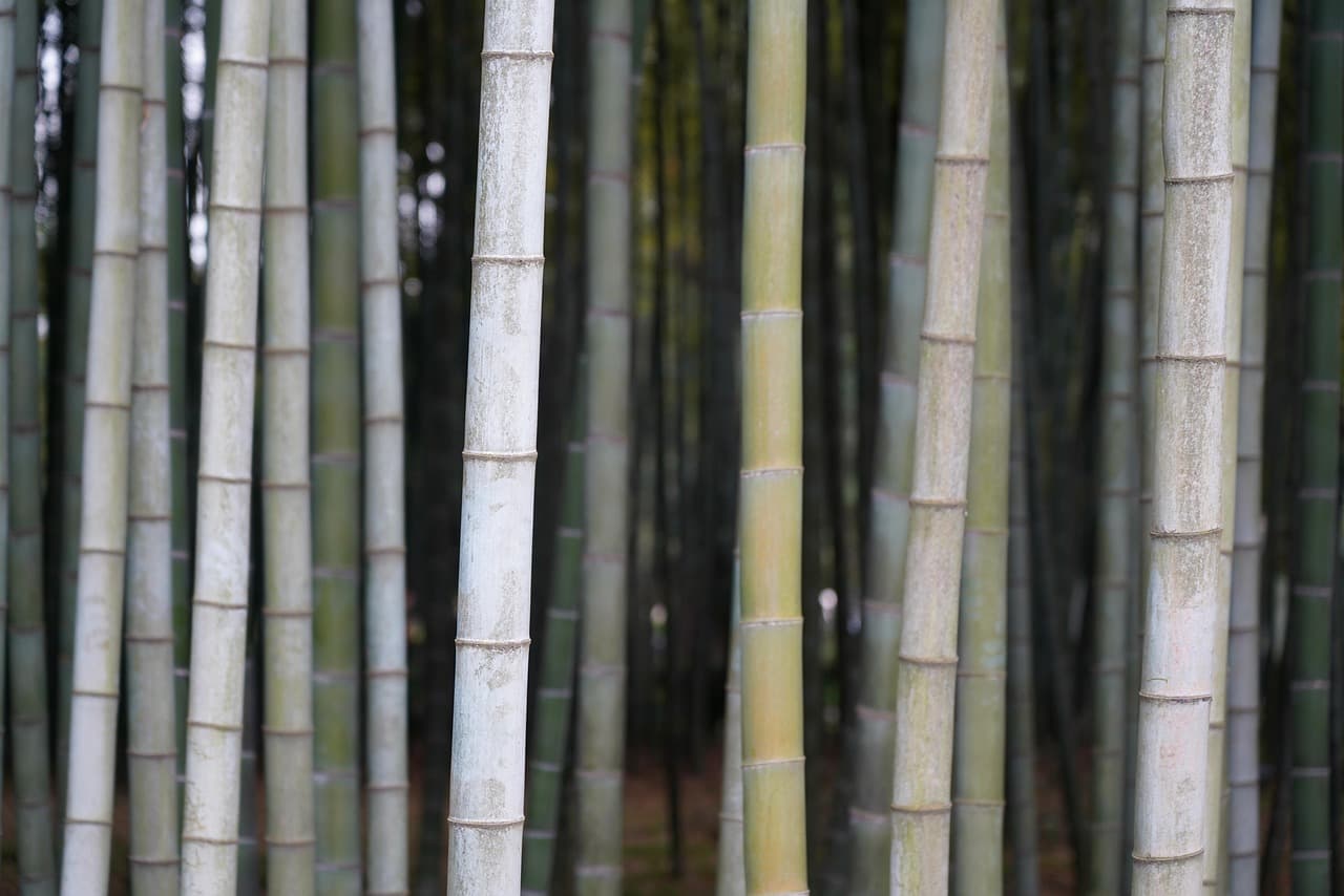 bamboo, tree, nature, plant, green, jungle, reed, forest