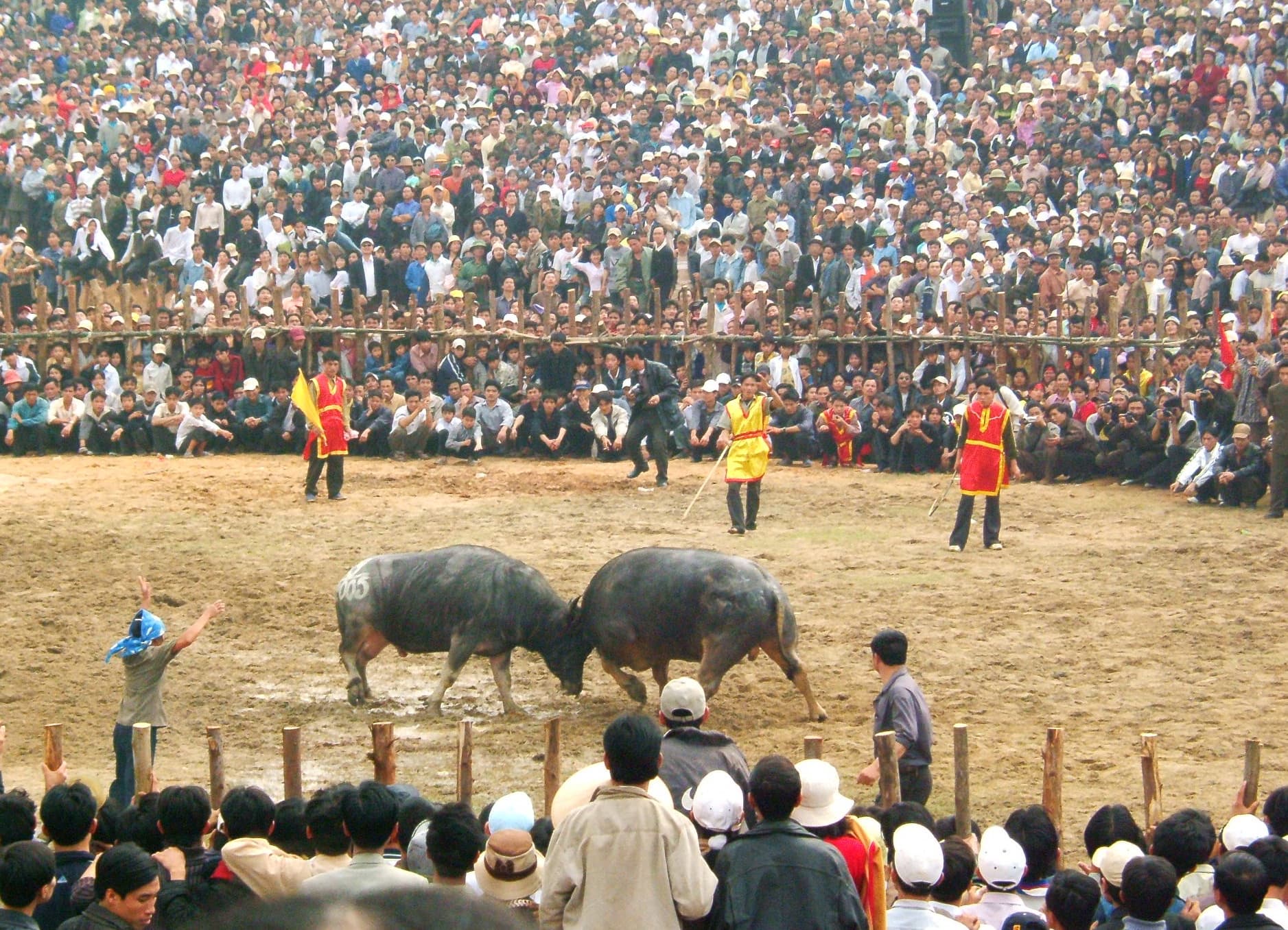 Do Son Buffalo Fighting Festival: Vietnam Festivals 2026 Dates, Tickets, and Visitor Tips